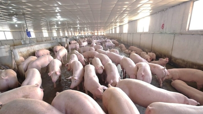 Preços atualizados da carne suína hoje, 30 de março de 2026: Os preços diminuem nas regiões Norte e Central.