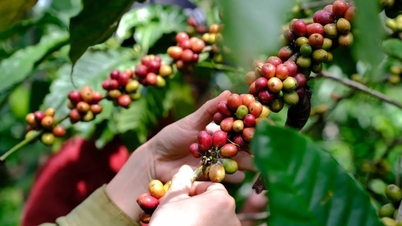 Kaffeepreise heute, 30. März 2026: Aufgrund des gestiegenen Angebots sinken die Preise durchweg.