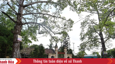 Phong Coc köyündeki ortak evin güzelliği.