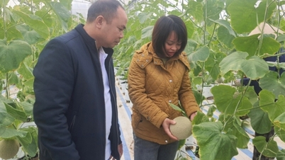 Los agricultores están aplicando activamente métodos de producción modernos.