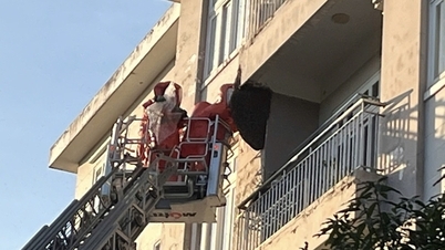 Un stup de albine lung de aproape 1 metru care amenința mulți locuitori a fost îndepărtat.