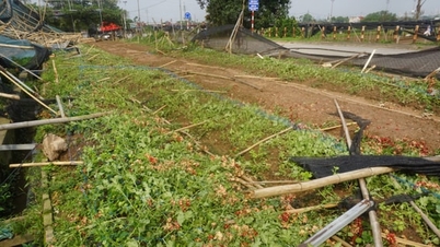 Die Blumenzüchter in Tay Tuu arbeiten mit Hochdruck daran, die Sturmschäden zu minimieren.