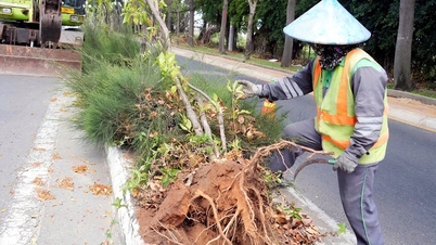 Déplacement de plus de 4 600 arbres Dalbergia tonkinensis et élargissement de la route principale menant à Vung Tau de 6 à 8 voies.