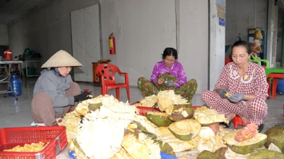 Jackfruit prices hit rock bottom, farmers scramble to separate segments to recoup their losses.
