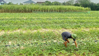 Comuna de Nam Trach: Foco no cultivo de plantações de inverno e primavera.