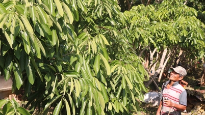 Harga longan di komune pulau An Binh adalah rendah.