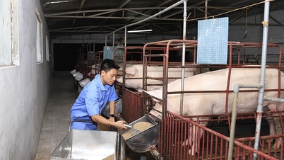 Prevenção do uso indevido de antibióticos na pecuária: é necessária uma estratégia de gestão abrangente.