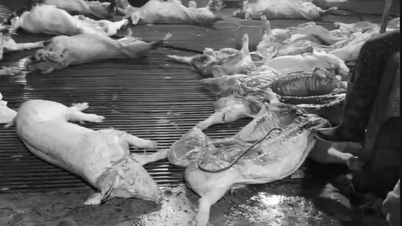 Statsministern har begärt en korrigering av veterinärmyndigheternas karantänarbete.