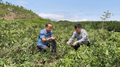 Plantaciones de té: Mejorando gradualmente el valor de las plantas de té