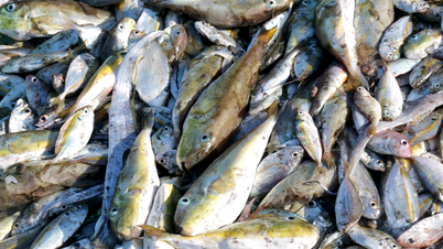 Food Safety Administration: Do not consume pufferfish as food in any form.