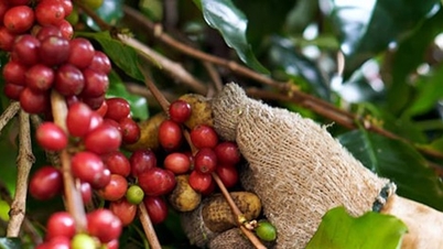 Vietnam, 8,92 milyar dolarlık ihracat değerini artırmak için kendi Robusta kahve standardını geliştiriyor.