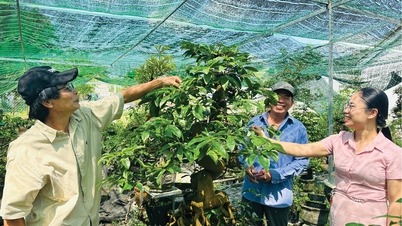 Os agricultores de An Cuu estão mudando seus meios de subsistência.