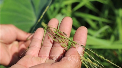 Preserving wild rice - safeguarding a 'living gene bank' for the future.