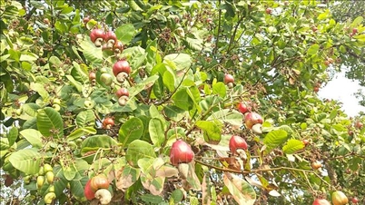'Cashew Capital' loopt het risico van 'hoge prijzen en een slechte oogst'.