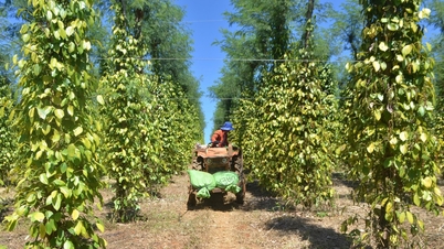 When farmers receive bonuses from the affiliated organization.