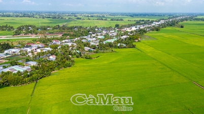Ráo riết tìm đầu ra cho lúa đông xuân