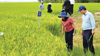 Can Tho expands model of high-quality, low-emission rice cultivation.
