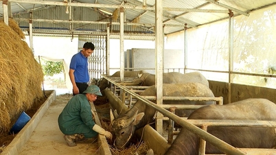 Restocking livestock after the Lunar New Year.