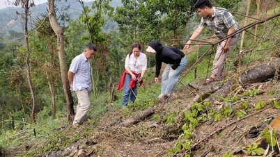 O Departamento de Ciência e Tecnologia está inspecionando o progresso do projeto "Desenvolvimento de um modelo para o cultivo e processamento de Gynostemma pentaphyllum de acordo com os padrões GACP-OMS na província de Cao Bang".
