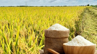 Harga beras hari ini, 1 April: Varietas beras Dai Thom 8 mengalami sedikit kenaikan.