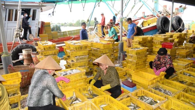 Dong Thap province is stepping up digital transformation in the fight against IUU fishing.