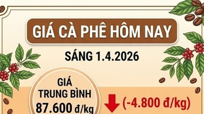 Prețurile cafelei pe 1 aprilie: Prețurile interne au scăzut cu până la 4.800 VND/kg, coborând sub pragul de 90.000 VND.