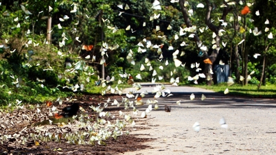 Tourists enjoy "hunting" for butterflies in Cuc Phuong forest at the beginning of the season.