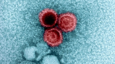 The secret behind viruses that remain dormant in the human body for a lifetime without causing illness has been revealed.