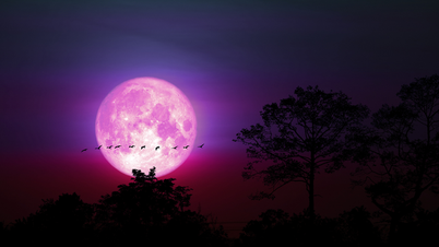 The ideal time to admire the "pink moon"