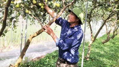 Ứng dụng khoa học-công nghệ vào sản xuất nông nghiệp