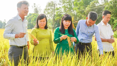 The "proper fertilization" model helps increase profits and reduce greenhouse gas emissions.