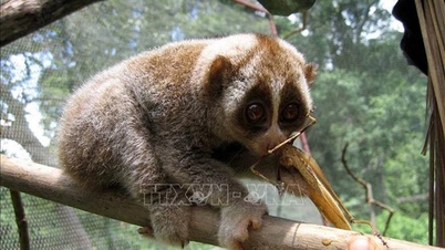 Four new rare animal species discovered in Than Sa - Phuong Hoang Nature Reserve.