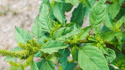 ການນໍາໃຊ້ຢາຂອງ amaranth spiny