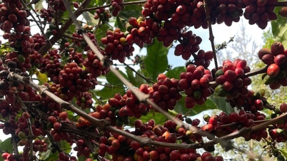 Giá cà phê hôm nay 2/4/2026: Robusta bứt phá, giá nội địa tái lập mốc 90.000 đồng/kg