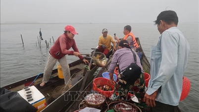 কন গাই ভোরবেলার বাজার – তাম জিয়াং নদী অঞ্চলের মানুষের জীবনধারার ছন্দ।