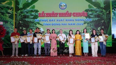 Dong Nai exports 220 tons of bananas to international markets.