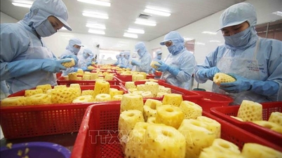 EU tightens food safety standards: Vietnamese agricultural products face pressure for comprehensive compliance.