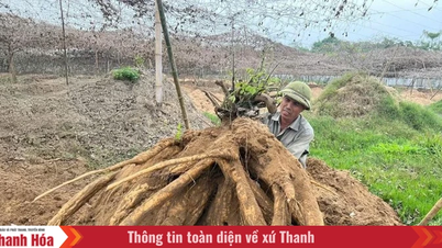 Farmers get rich from growing kudzu root.