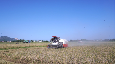 Winter-spring rice crop: The joy is not yet complete.