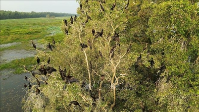 Duurzame 'revitalisering' van moerasecosystemen in Nationaal Park Tram Chim