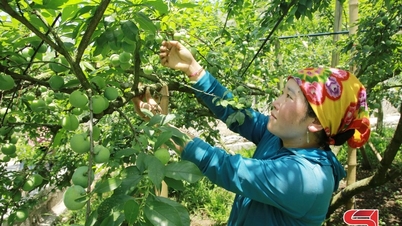 Pflaumen außerhalb der Saison in Moc Chau