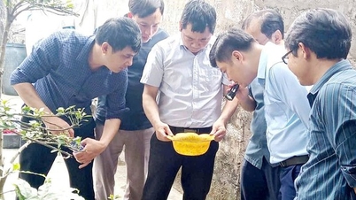 Salgın sezonu öncesinde Nghe An'da dang humması gözetimini güçlendirmek.