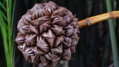 តើ​អត្តពលិក​អាច​ទទួល​បាន​បទពិសោធន៍​ពិសេស​ក្នុង​ស្រុក​អ្វីខ្លះ​ពេល​ចូលរួម​ក្នុង​ការ​រត់​ម៉ារ៉ាតុង VnExpress Green Paradise Can Gio?
