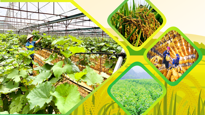 Maintain stable production, processing, and consumption of agricultural products in Lao Cai province.