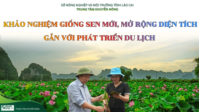 Lao Cai: Testing av lotussorten Isim for å utvide dyrkingsområdet i forbindelse med turismeutvikling i flere kommuner.