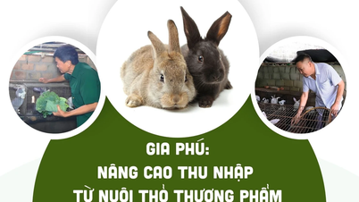 Gia Phu: Het verhogen van de inkomsten uit de commerciële konijnenfokkerij.