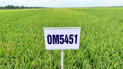 Повышение эффективности производства основных сортов риса.
