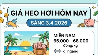 Ceny vepřového masa dnes, 3. dubna: Severní a centrální regiony se zotavují a dosahují 68 000 VND/kg.