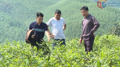 Tien Yen Forestry One-Member Limited Company: Improving the quality of seedlings for reforestation
