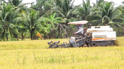 Mengembangkan area khusus untuk budidaya padi berkualitas tinggi dan rendah emisi.